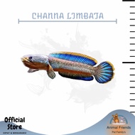 IKAN PREDATOR CHANNA GACHUA LIMBATA