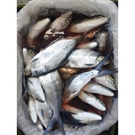 DAGUPAN FRESH BANGUS