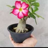 Bibit tanaman Bunga Adenium Bonggol Besar Bahan Bonsai Kamboja Jepang