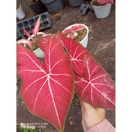 Jual keladi Hybrid H41 caladium H41 Diskon