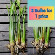 Sagittaria lancifolia/Aquatic plants/Pokok hiasan kolam/Pond plants/Pokok bunga hidup tahan panas/wa