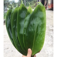 (High quality and fast delivery) Fresh Wild Medium Dumpling Leaves Vacuum Fresh Dumpling Leaves 50 p