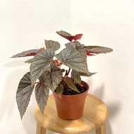 Begonia Asam Batu Begonia Pokok Hidup Living Plant 海棠 秋海棠