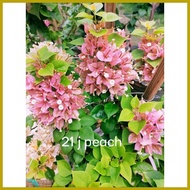 ◰ ◙ ❖ SALE!! RARE ROOTED BOUGAINVILLEA