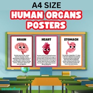 A4 Laminated Human Organs Poster Banner Keceriaan Kelas PAK 21 Subjek Sains Sekolah Rendah Tadika Ta