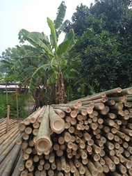 Bambu Steger Diameter 7-8-9 Panjang 6 meter  Min Order 50 btng