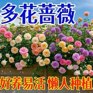 [E-commerce Dedicated] Rose Flower Seeds Climbing Vines Rose Flower Seeds All Year Flowering Climbin