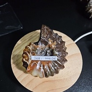 AMMONITE MAGASCAR ROUGH ORIGINAL