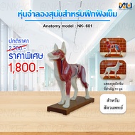 Anatomy model: NK- 601 หุ่นจำลองสุนัขสำหรับฝึกฝังเข็ม