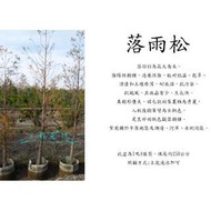心栽花坊-落雨松/1尺盆/高約250/樹徑3公分/綠化植物/景觀樹/庭園樹/大型樹/售價2400特價2000
