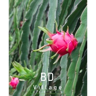 ANAK POKOK BUAH NAGA MERAH / RED DRAGON FRUIT PLANT