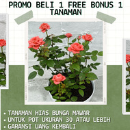 [ MAWAR JUMBO BELI 1 BONUS 1 POHON ] Tanaman hias hidup bunga mawar Bibit bunga hias hidup Asli bibi