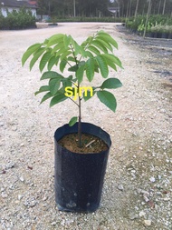 Anak Pokok Pulasan | 葡萄桑树苗 | Real Live Plant
