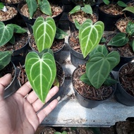 anthurium regale