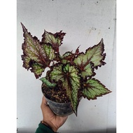 Begonia Rex