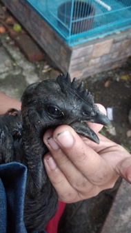AYAM CEMANI LIDAH ABU