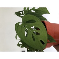 (LIVE PLANT) Monstera
