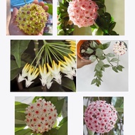 🌱 Hoya🌱 Hoya cembra🌱毬兰🌱 hoya compacto 🌱 Hoya krohniana eskimo 🌱 Hoya obovata 🌱Outdoor plant🌱🌞READY S