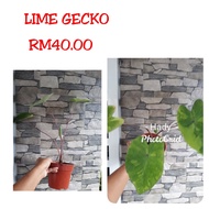 Keladi Lime Gecko/ Imported thai caladium Hybrid (saiz pokok seperti didalam gambar)