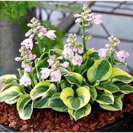 Hosta Variegated plants🍃🍀🍃