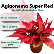 [Local Seller] Aglaonema Super Red东方红/红财神盆栽- Fresh gardening indoor plant