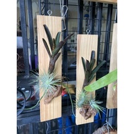 bromeliad and air plant mounted on pine wood- plant art wall deco