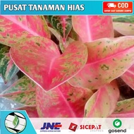 tanaman hias aglonema bigroy - aglonema bigroy dewasa