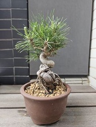 三河黑松盆栽