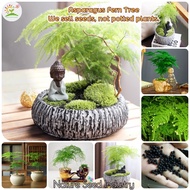 [Fast Delivery] Asparagus Fern Tree Seeds for Planting (50 seeds/pack Easy To Grow In Malaysia) - Evergreen Plant Seed Flower Seeds Bonsai Tree Live Plants Garden Flower Plants Outdoor Indoor Potted Plants Real Air Plant Gardening Deco Benih Pokok Bunga