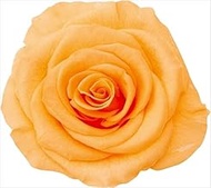 Daichi Farm Made in Japan Preserved Flowers, Full Bloom, Rose, M, Flower Diameter: Approx. 2.3-2.4 i