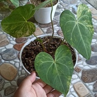 anthurium tarantula variegata