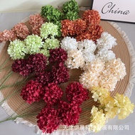 5头雪花绣 5-Head Snowflake Hydrangea