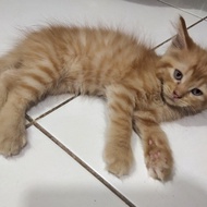Lepas Adopsi Kucing Persia Kitten Orange Belang