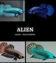 Alien Ikan Laga Alien