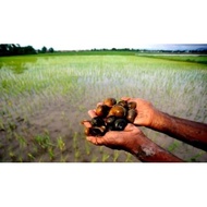 Tutut Sawah / Keong Sawah Mentah Segar Murah 1 kg