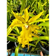 🌹Orchid Oncidium Aliceara Alice Orkid Live Plant Pokok Hidup🌹