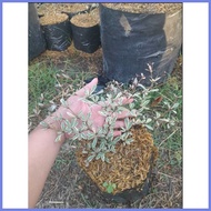 ⚽︎ ♝ VARIEGATED AFRICAN TALISAY PLANT (SMALL)