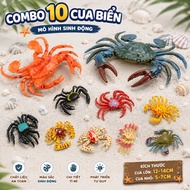 Combo of 10 Vivid Sea Crab Models for Children - 2 Large Crabs and 8 Small Crabs 5-7cm Sea Creature 