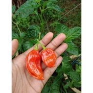 Cili geronong: Anak pokok/biji benih cili geronong Sarawak (Habanero pepper seedling/seeds)