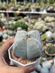 แอสโตรมายริโอ 4 พู ไม้เมล็ด Astrophytum Myriostigma แคคตัส กระบองเพชร cactus&amp;succulent