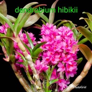 anggrek dendrobium hibiki dewasa