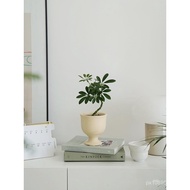 Small Potted Plant Atmosphere Novice Office Plant Bedroom Desktop Emotional Private Life Duck Feet W