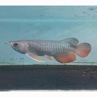 Arwana Golden Red 30 Cm. Ikan Arwana Gr Hb. Ikan Predator. Hias.