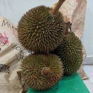 1300g fresh durian from seminyih D24