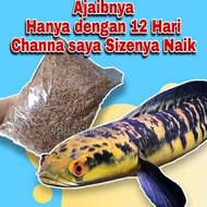 [New Ikan Channa Chana Barca Pulchra Asiatica Maru Andrao Argus Channa