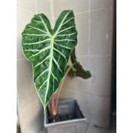 [Anak Pokok | Starter Plant] Alocasia Pink Dragon | Alocasia Morocco