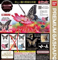 1500 Yen蝴蝶扭蛋鳳蝶款全新 bandai premium gashapon butterfly動物模型標本 藍色$55              紅色$80