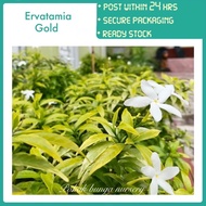 PBN - Ervatamia gold - dwarf bunga susun jasmine Thai pinwheel flower tabernaemontana divaricata out