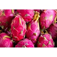 KERATAN POKOK NAGA BUAH MERAH( 10keratan)