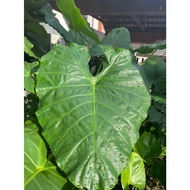 Anak Pokok Keladi Telinga Gajah/Alocasia Macrorrhiza Giant Taro[Batang Hijau]